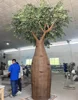 árbol de baobab