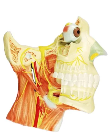 Anatomical Model of Brain Nerve Distributing in Head and Neck Used Cpr Manikins Body Science