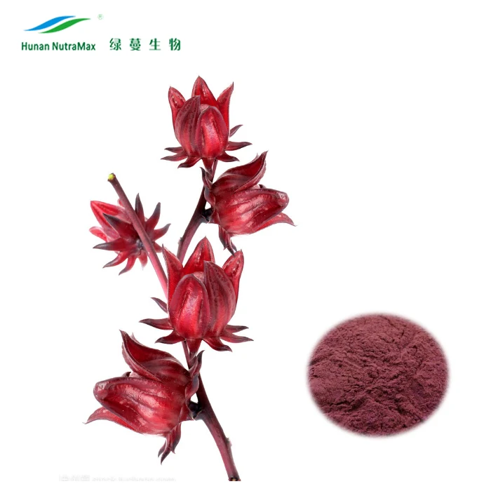 الكركديه Sabdariffa مسحوق مسحوق كركديه كركديه استخراج مسحوق Buy Roselle استخراج مسحوق Hibiscus Sabdariffa مسحوق كركديه مسحوق Product On Alibaba Com