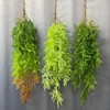 Verde chiaro