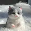 Gray and white cat