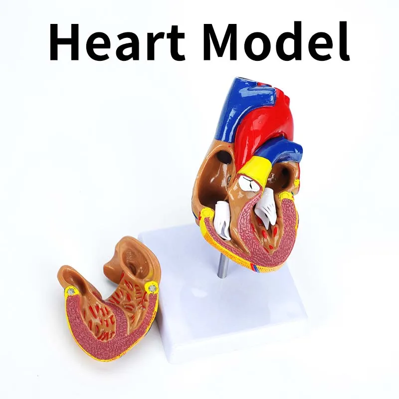 product medical cardiac anatomy human heart model for cardiology ultrasound surgery training-2