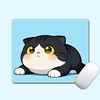 Gato gordito 0980