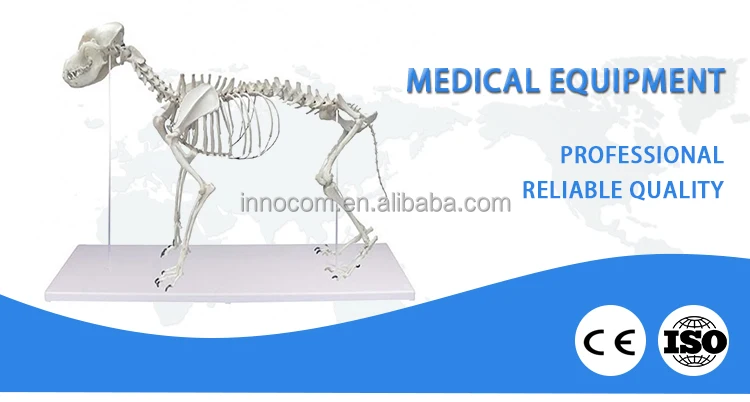 大型犬の骨格解剖学教育家畜標本モデル教育獣医解剖学犬の骨 Buy 犬スケルトン 犬骨 解剖モデル Product On Alibaba Com