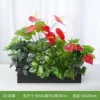Recolección de Helechos [Apto para jardineras de 60 cm]