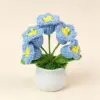 Lys bleu (5 têtes) petite plante en pot