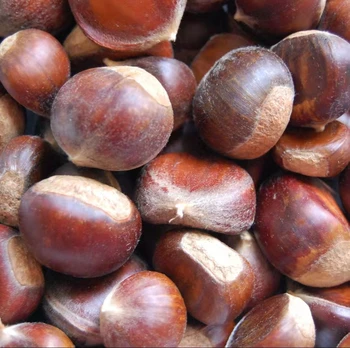 Crop 2023 fresh chestnut