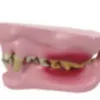 B026C Dog Tooth Model