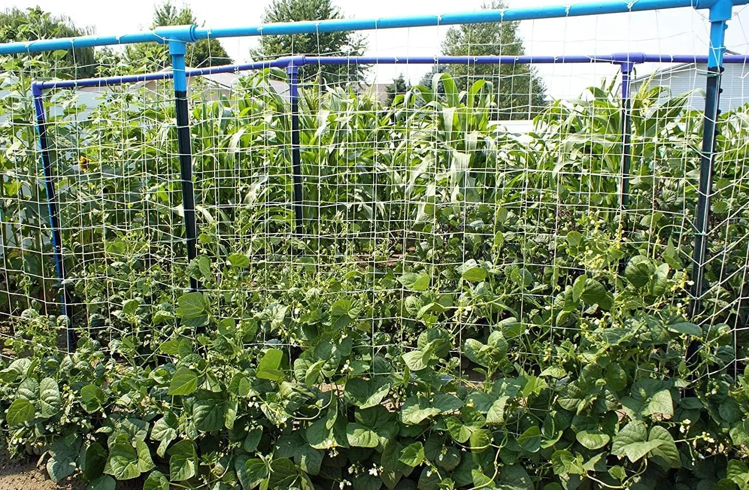 thumbnail image 2 of Common Culture Soft Mesh Nylon Trellis Netting – 6.5 Ft X 350 Ft Roll, 6" Squares 2 of 5