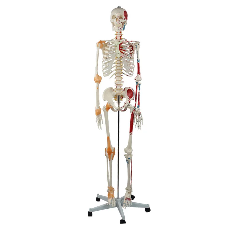 Human Medical Skeleton 176CM With Half Body Muscle and Ligament Bone Markings Model for Teaching Research