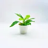 Pequeña planta en maceta con hojas de potos.