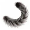 Gray-Tail-Image Color