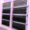 Hada del libro morado 6810d-40 fila