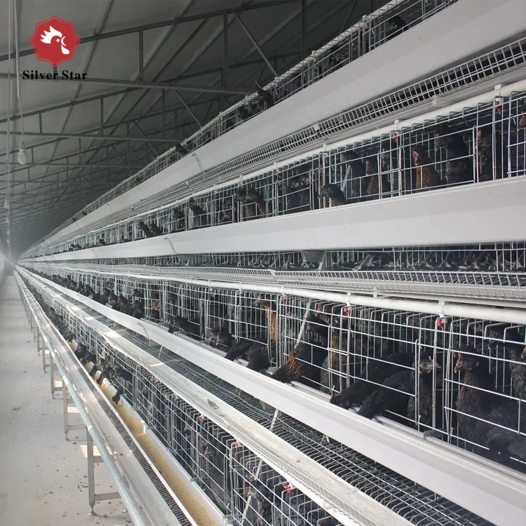 Manufacture Best Price Automatic Egg Collecting Equipment System