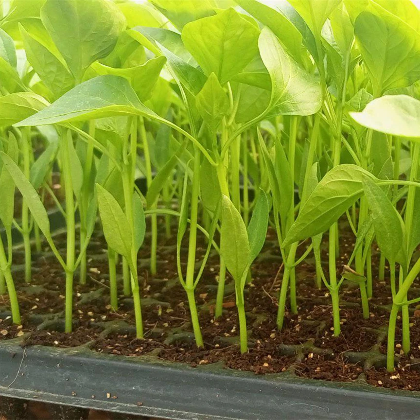 Manufacturer Deep Forest Seed Growing Tray Seed Germination Growing Tray 32 Cells Garden Nursery Seedling Trays Lids Plastic
