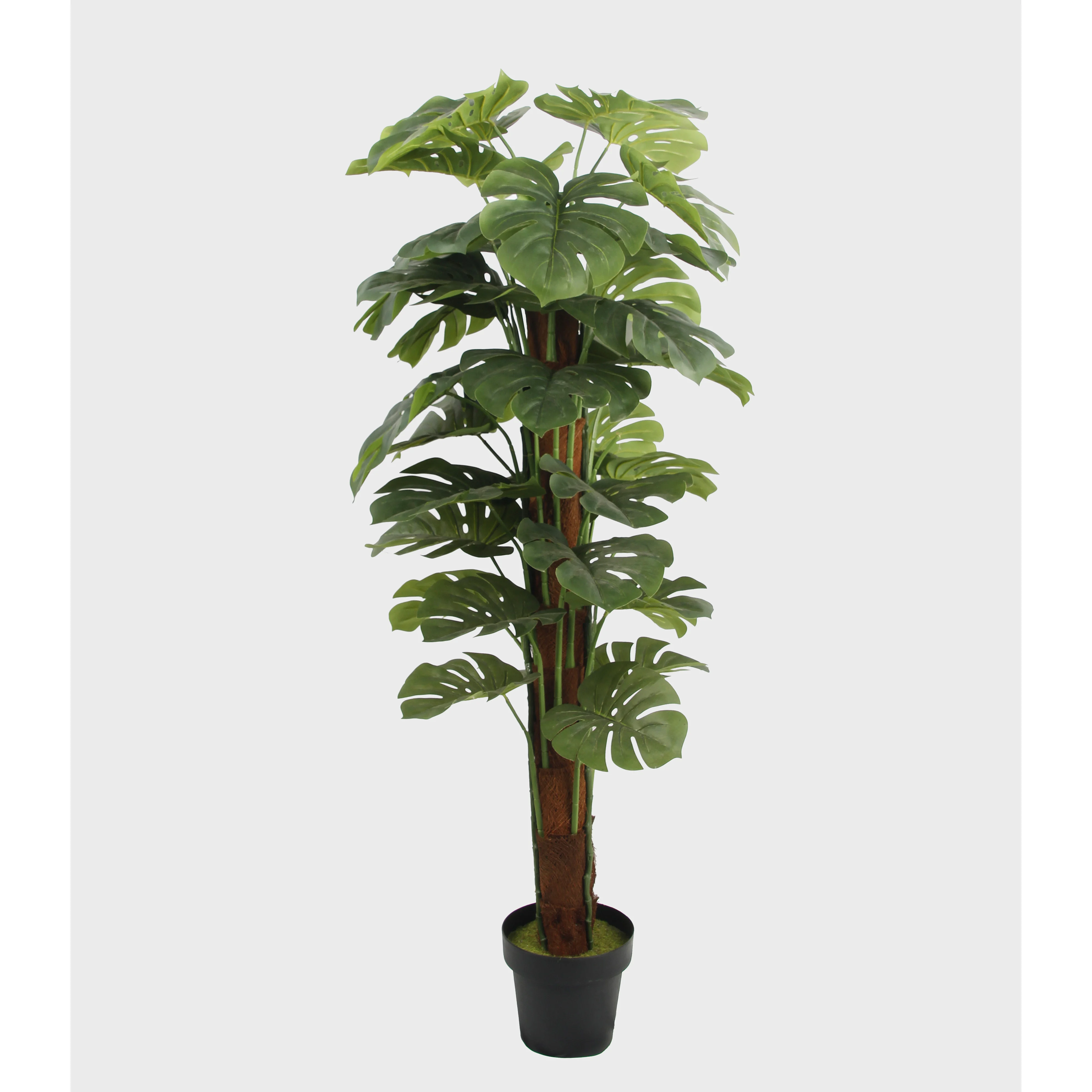 philodendron burle Burle Marx Philodendron main image 0