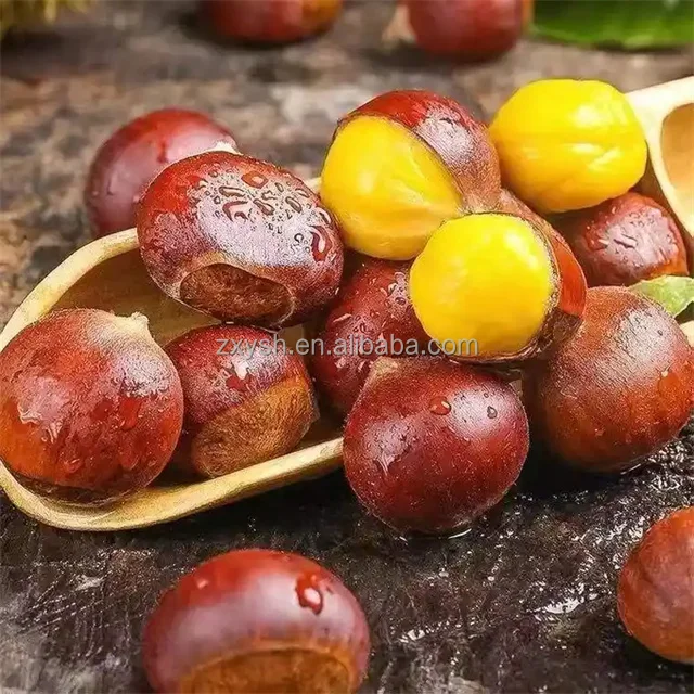 Delicious Chestnuts Fresh Chestnuts Bulk Chestnuts For Sale Buy