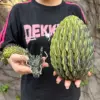 Oro negro