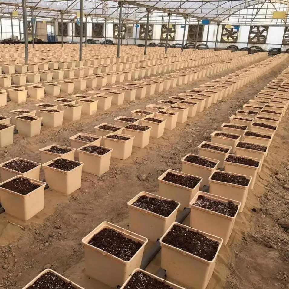 water eggplant How to Grow Eggplant in Containers, Complete Growing Guide