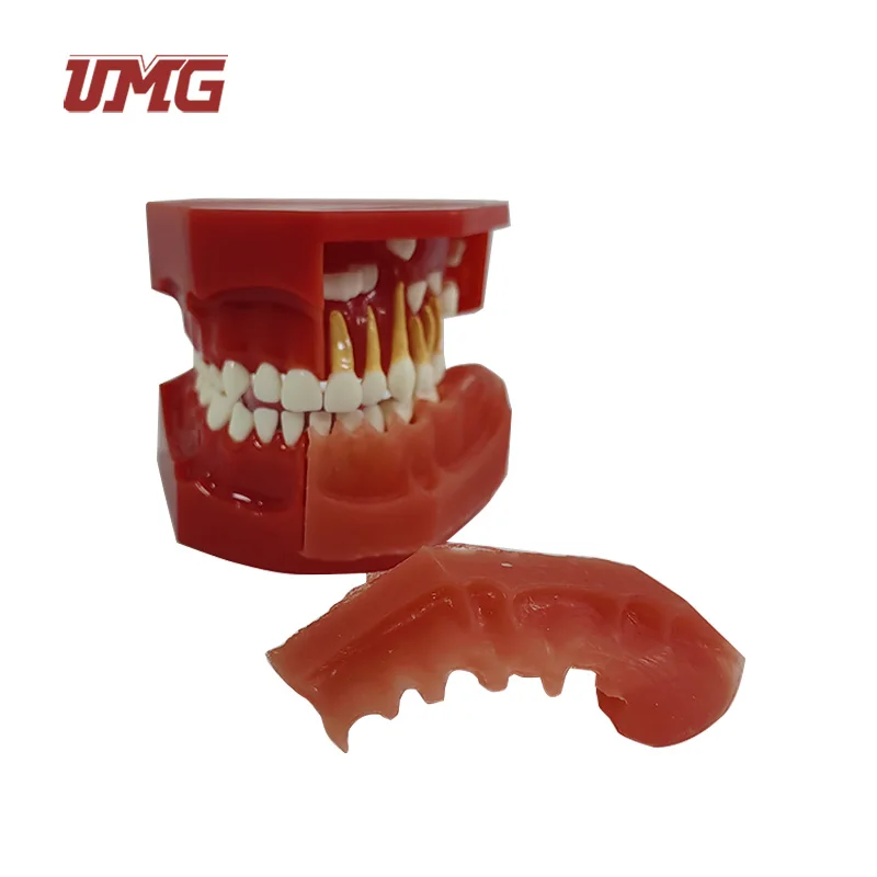 Baby Teeth Primary and Permanent Alternate Anatomical Model