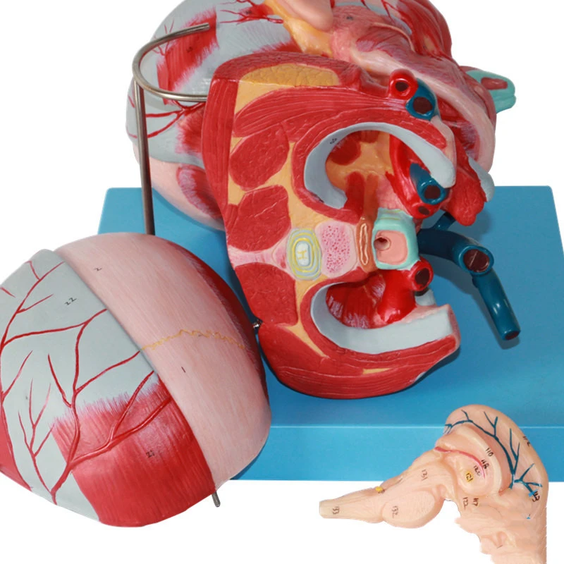 Модель кровеносных сосудов и мозга Sciedu головы шеи модель анатомии лица из ПВХ
