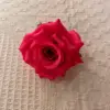 Rosa rossa