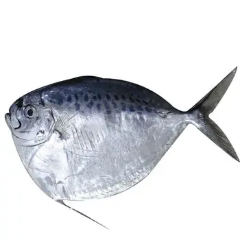 food companies seafood frozen moonfish