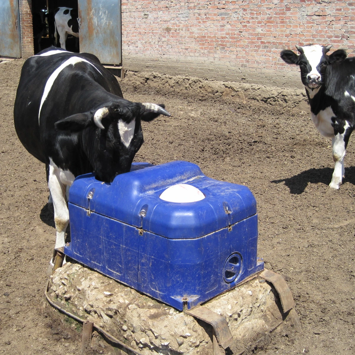 奶牛防冻塑料库存饮水槽