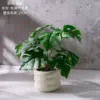 Bonsái de Monstera deliciosa