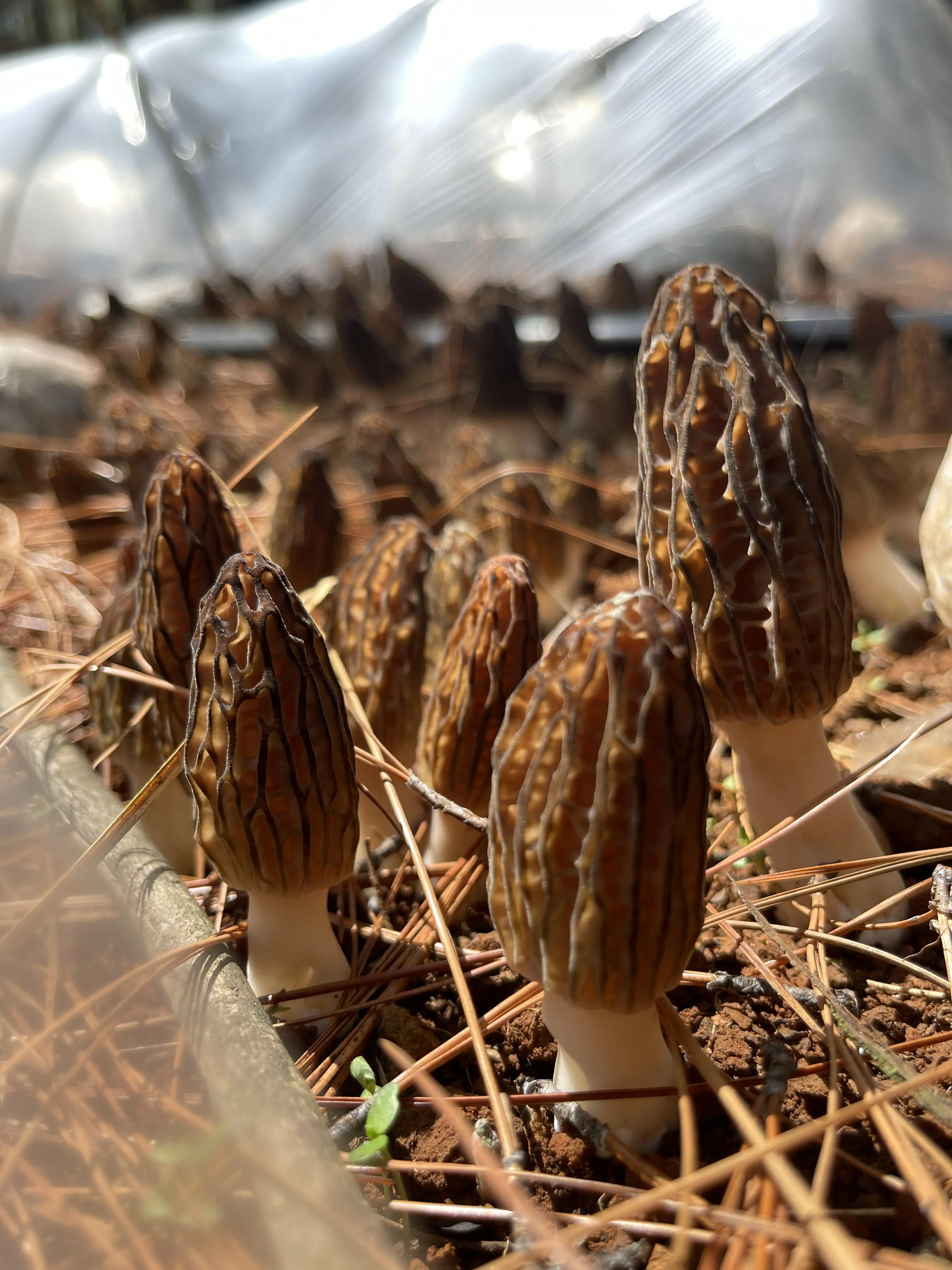 Wholesale Of Fresh Morel Mushrooms - Buy Wholesale Of Morel Mushrooms