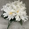 7 cabezas blanco lechoso