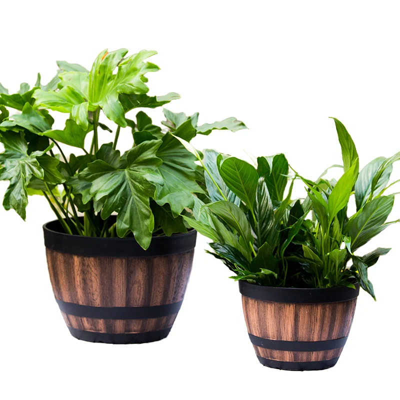 aglaonema best soil Aglaonema Beauty Houseplant with Planter - Small (3"-5" tall) Cream Planter