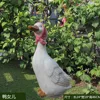 Hija de pato 241846cm