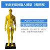 30cm Resin Figure - Yellow Embryo - Male