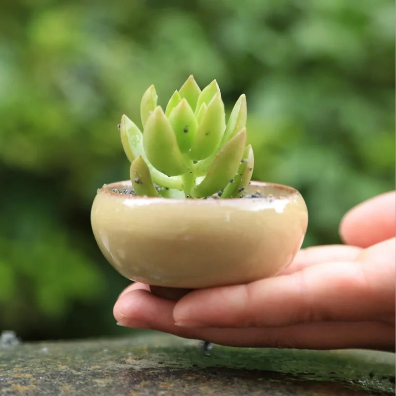 8Colors Succulent Flower Pot Delicate Practical Ceramic Compact Mini Simple Succulent Plant Planter for Home Crafts Dropshipping