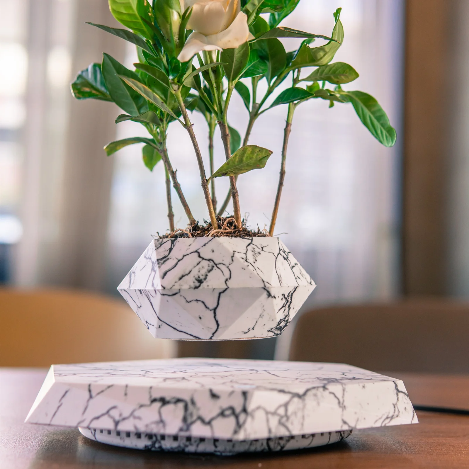 hanging ball plants 4