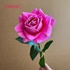 #7 rosa rosa viola
