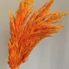 Orange-2
