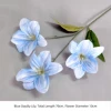 Blue Daylily Lily