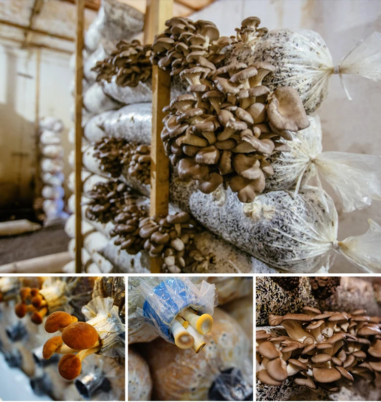 25*14*80cm Pp Autoclave Biodegradable Mushroom Plastic Spawn Grow Filter Bags Buy Mushroom