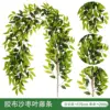 Adhesive tape, jujube leaf vines