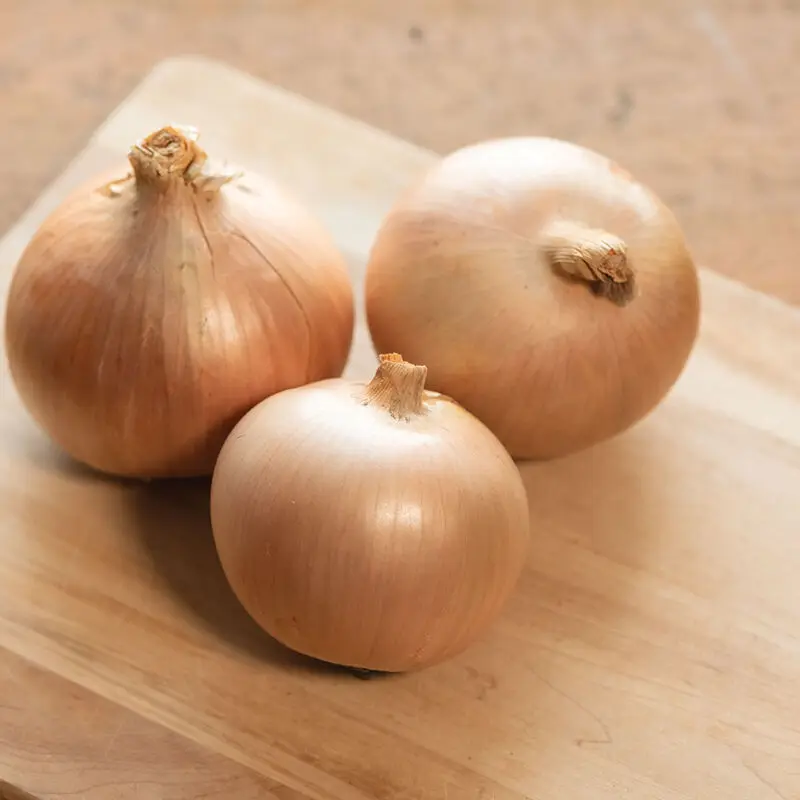 0day onion