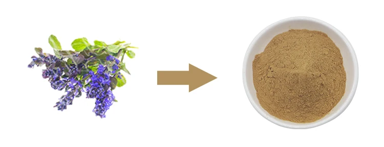 Ajuga Turkestanica Extract Turkesterone Ajuga Turkestanica Extract Turkesterone