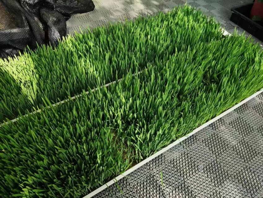 animal fodder system