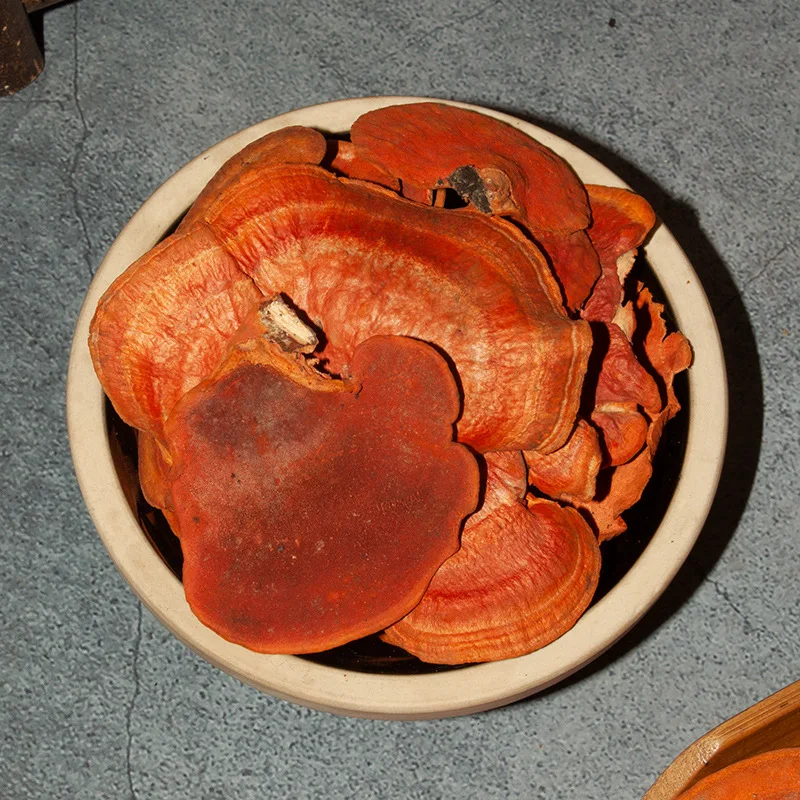 Rare Red Fungus on Tree Edible Cinnabar Polypore Mushroom for Sale
