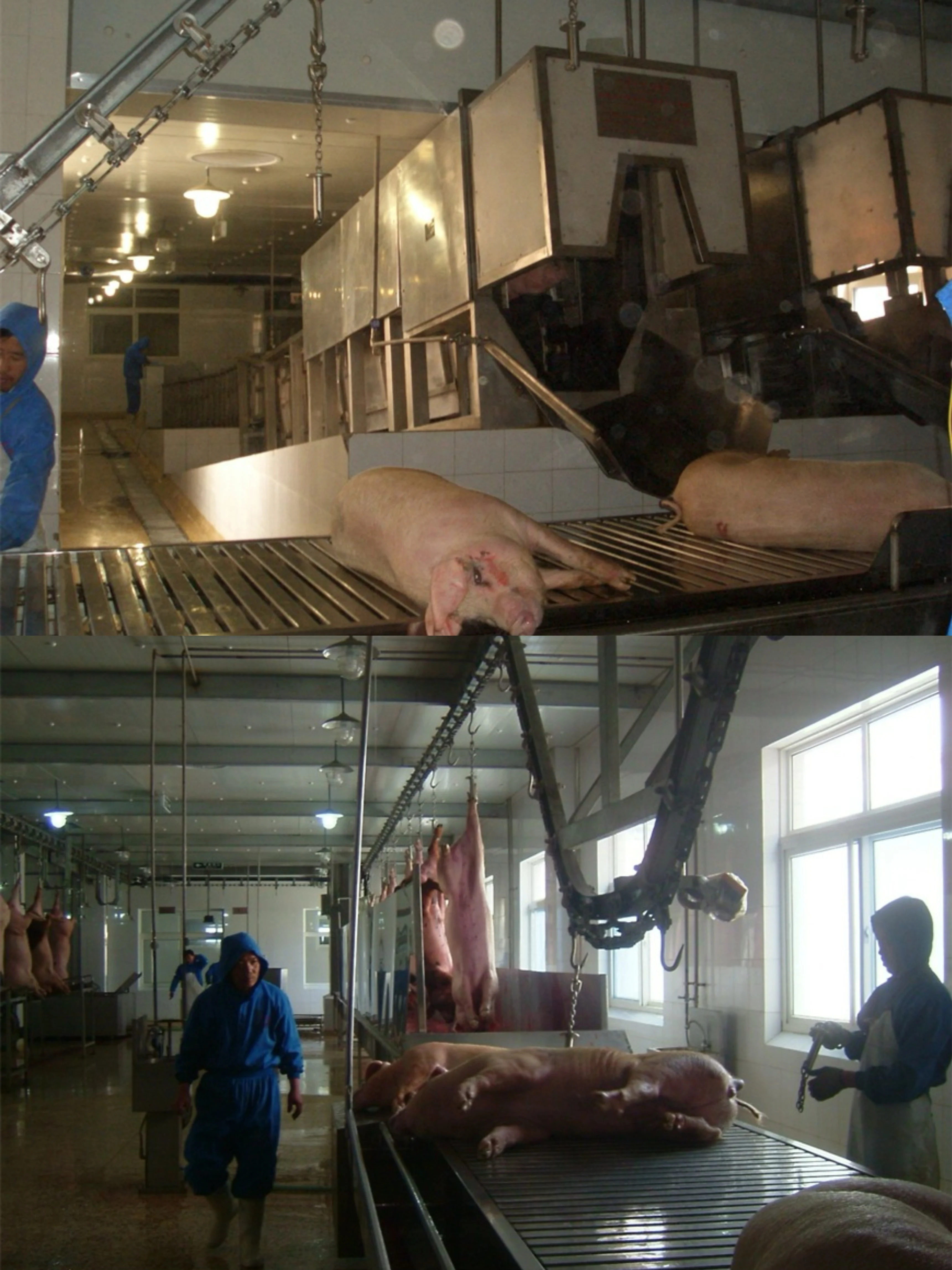 Automatic complete pork slaughtering line equipment for modern pork processing plant