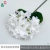 Hortensia búlgara individual XQ blanca