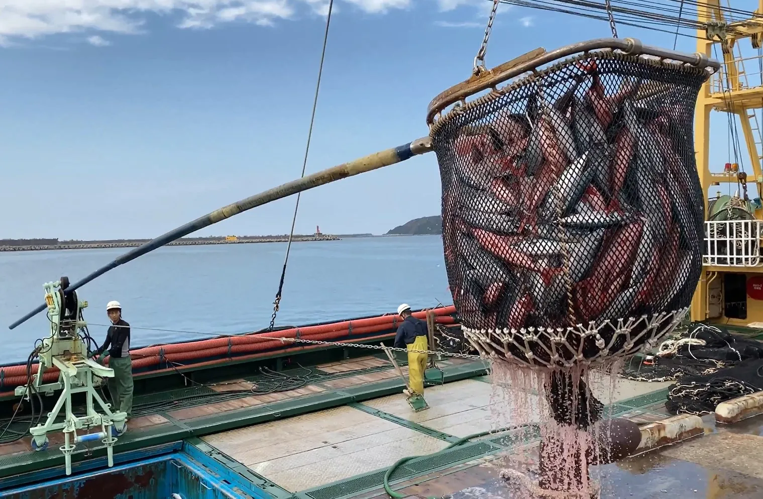 Frozen Aji (japanese Horse Mackerel) Fillet (sashimi Grade) Buy