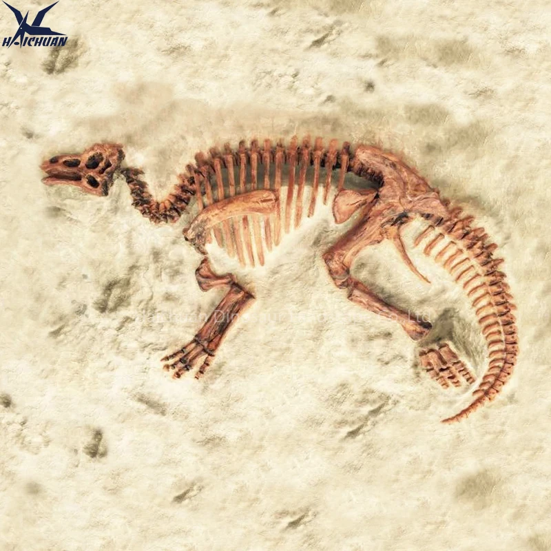 Haichuan Custom Life Size Fiberglass Dinosaur Fossil Wall Decoration Props for Museum Exhibition Dinosaur Skeleton Replica