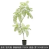 170cm jacaranda